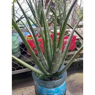 cây con nha đam mỹ 30 cây
