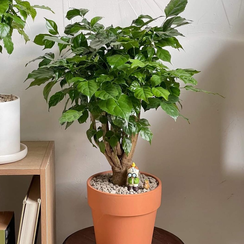 Cây hạnh phúc MIX TIỂU CẢNH ĐẸP