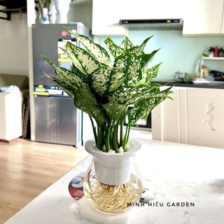 Cây ngọc ngân thủy sinh trang trí nội thất
