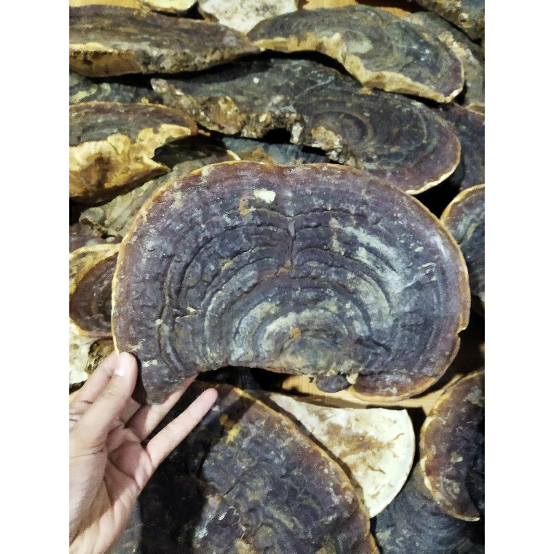 1kg nấm linh chi nguyên miếng