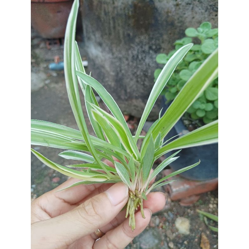 Cỏ Lan Chi lá dài- Cây Dây Nhện nhánh nhỏ.