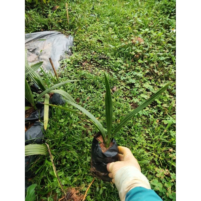 Cây giống Chà Là