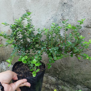 Cây sam trái bonsai
