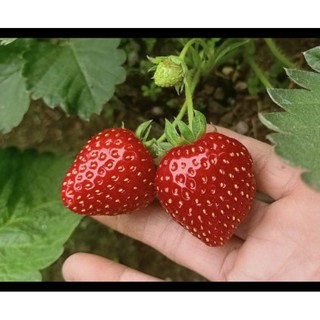 Combo 11 mô vỉ cây giống dâu 🍓 NHẬT HANA