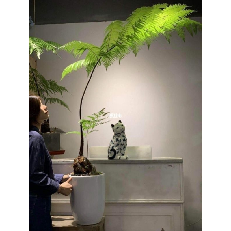 củ dương sỉ.culi trang trí