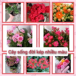 Cây sống đời kép nhiều màu (cây trồng thuần khí hậu )