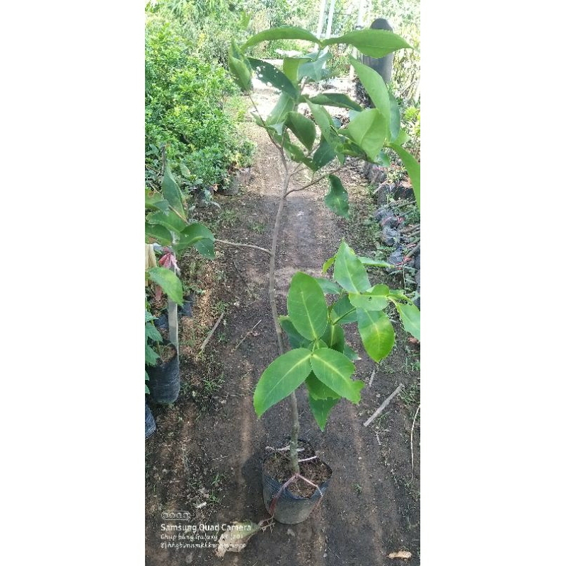 MẬN ĐỎ AN PHƯỚC (CÂY CHOAI)