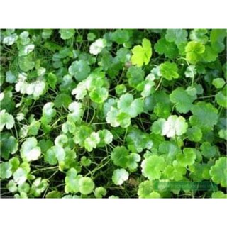 Cây rau má ngọt rau má thái rau má xẻ thùy 40_50 cm