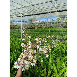 Hoa lan vũ nữ bạch ngọc thạch đổi màu đang nụ hoa