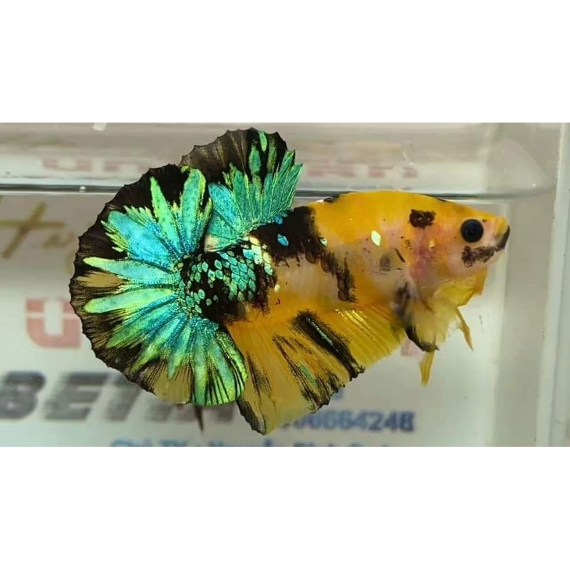 1 Cặp KOI Yelloww
