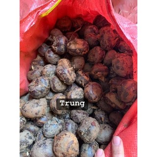 Củ mã thầy - củ năng tươi 1kg ( sỉ sll giá tốt - LH 0983609050)