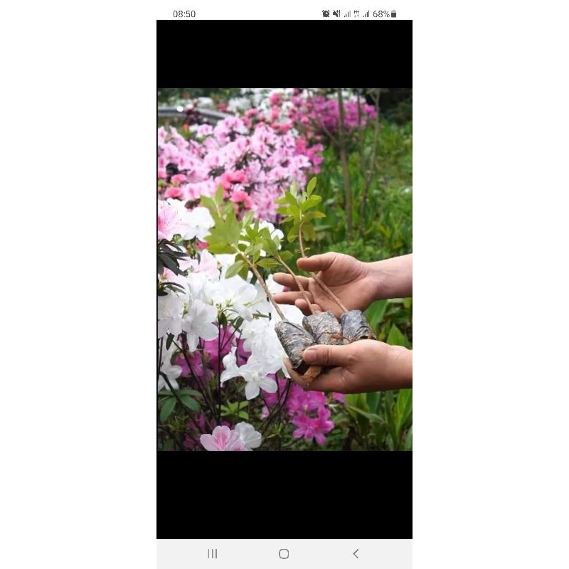 combo 2 Cây giống đỗ quyên