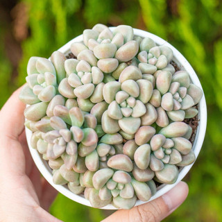 Sen đá kim tuyến cỡ vừa 9-11cm - Vườn sen đá