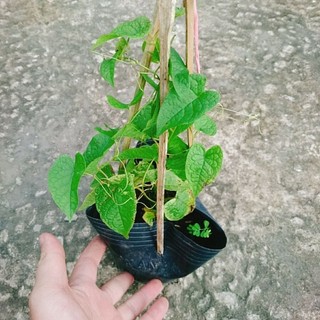 Cây Hoa Tigon Trắng