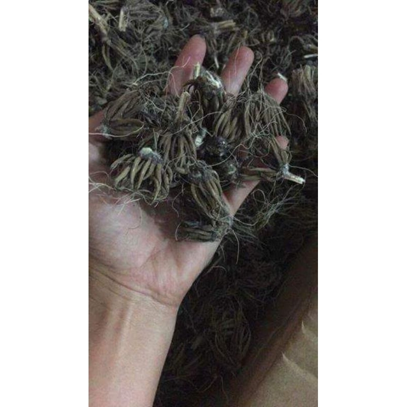 1 củ hoa mao lương