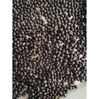 Gói 100 hạt giống hoa đu đủ đực