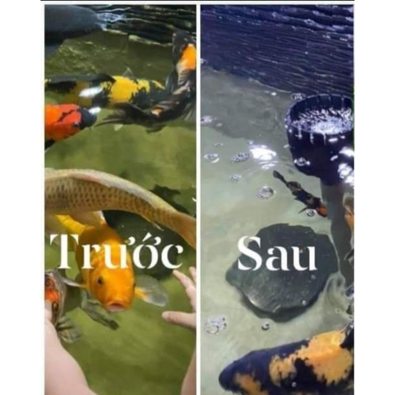 VI SINH BIO FISH 1000ml dùng cho 200m³ hồ cá Koi, cá cảnh/ Vi sinh hồ cá