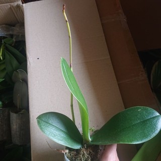 Lan hồ điệp tiểu đang ngồng nụ