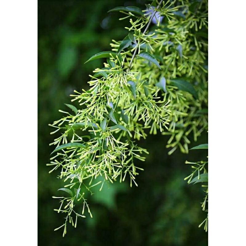 Cây Dạ Lý Hương, hoa rất thơm