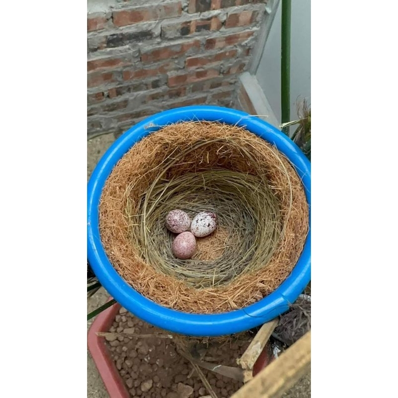 Tổ Chim dành cho anh em nuôi chim sinh sản