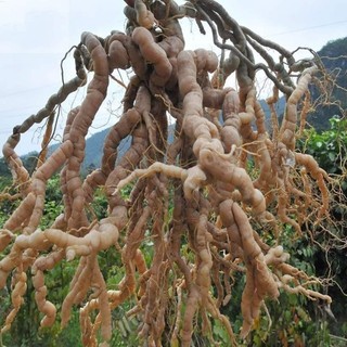 siêu kích rễ