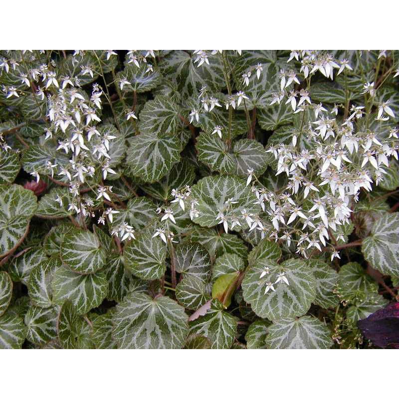 Cây Tai hùm, Saxifraga stolonifera, Strawberry Begonia,chuông san hô Việt thích hợp bán cạn, tiểu cảnh