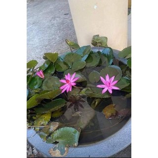 Củ hoa súng đà lạt làm cảnh hoặc ăn ngó