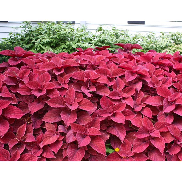 Mặt Nạ Tía Tô Trắng Sáng Da Giảm Mụn, Giảm Thâm Nám, Làm Mịn Da - Mặt Nạ Đắp 100% Thiên Nhiên