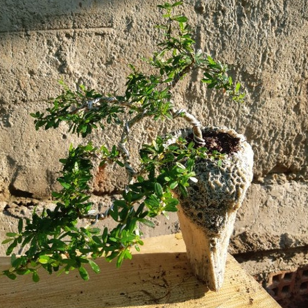 Linh sam bonsai HÒN NON BỘ