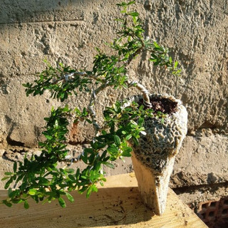 Linh sam bonsai hòn non bộ