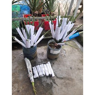 Cây nha đam mỹ 150k