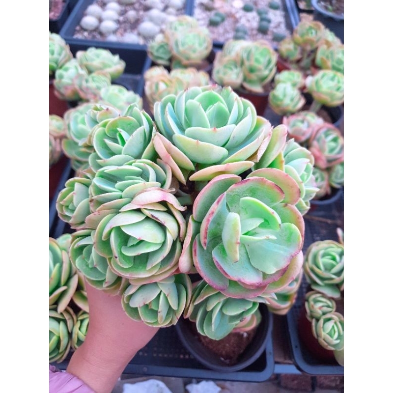 Sen Đá Hoa Hồng Pháp Bụi 1 gốc thụ