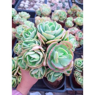 Sen đá hoa hồng pháp bụi 1 gốc thụ