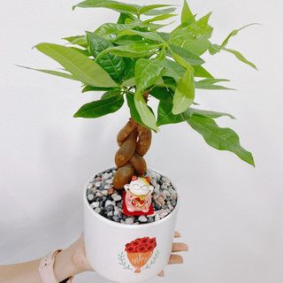 Kim ngân thắt bím lớn MIX CHẬU