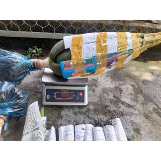 cây con nha đam mỹ 30 cây