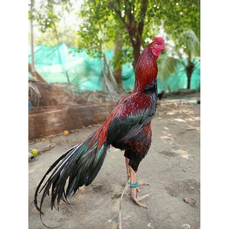 1 bộ lông cánh gà_tết lông cấy lông gà chọi gà nòi gà đá gà đòn