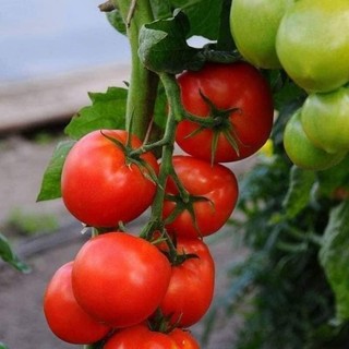 Hạt giống cà chua siêu quả - cà chua f1 quả to