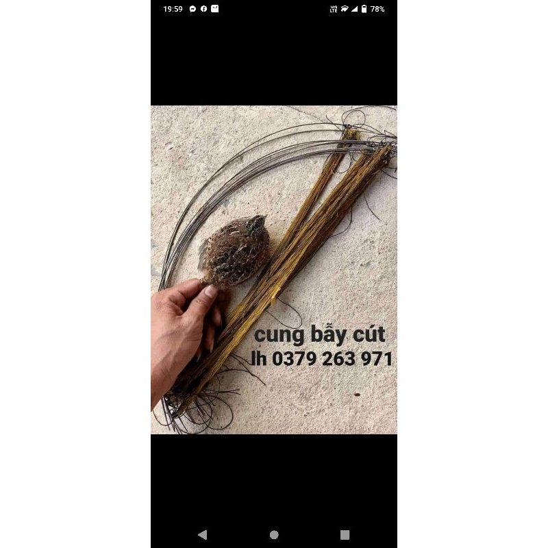 Cung bẫy chim cút siêu hiệu quả