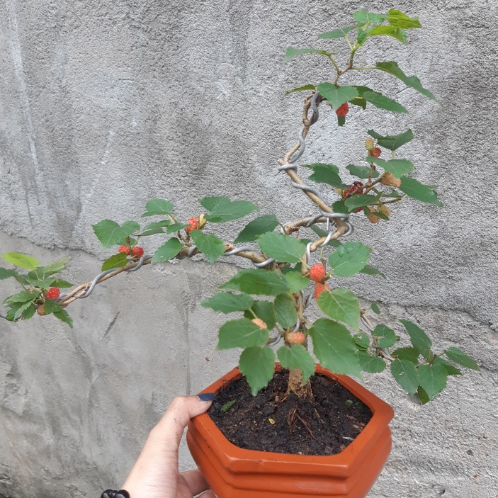 Dâu tằm bonsai SIÊU TRÁI KÈM CHẬU