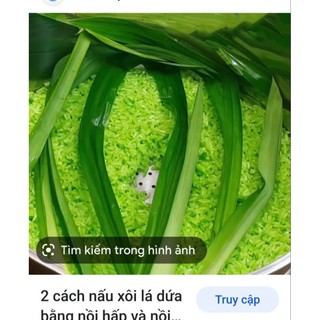 #Cây lá dứa nếp thơm.............