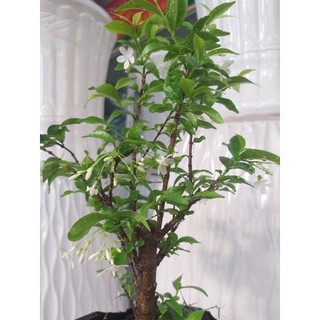 Mai chiếu thủy bonsai dạng phôi