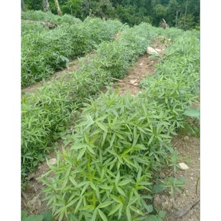 Cây giống hoàn ngọc (Đơn 5 Cây Giống)
