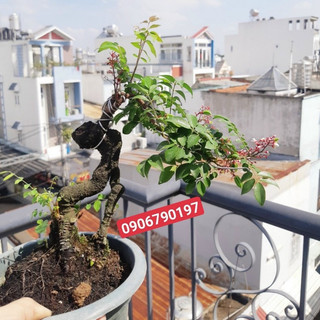 Cây khế nhật bonsai siêu trái
