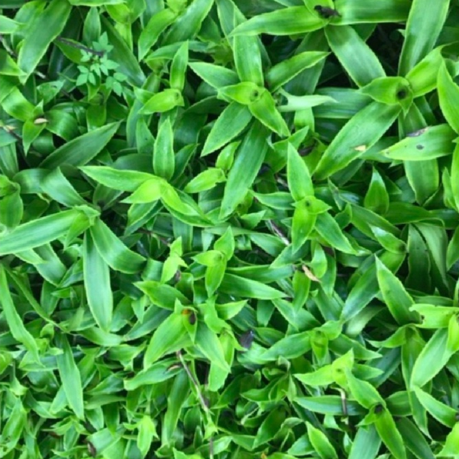 LÁ LƯỢC VÀNG TƯƠI - 1kg