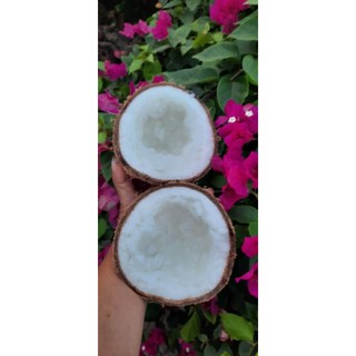 Dừa Sáp đặt Sản Trà Vinh