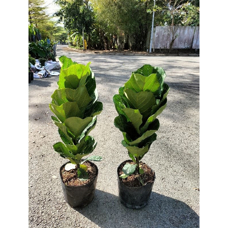 Cây bàng singapore loại 1 nhánh cao 60-80cm