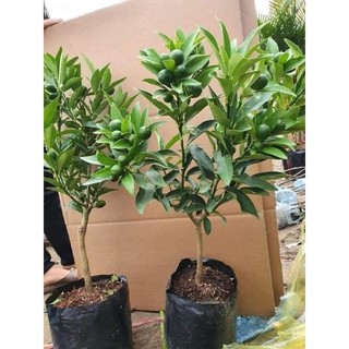 Cây giống quất ngọt sẵn quả