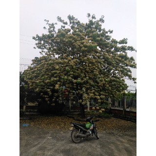 Cây bún giống 50cm. 0975449688