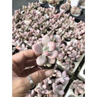 Sen đá Sỏi Hồng Mini