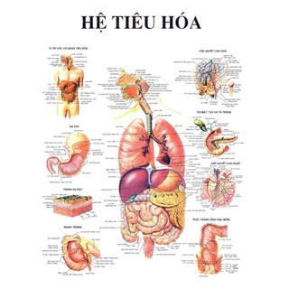 Tranh giải phẫu Hệ tiêu hóa 70×90cm tranh treo tường y khoa